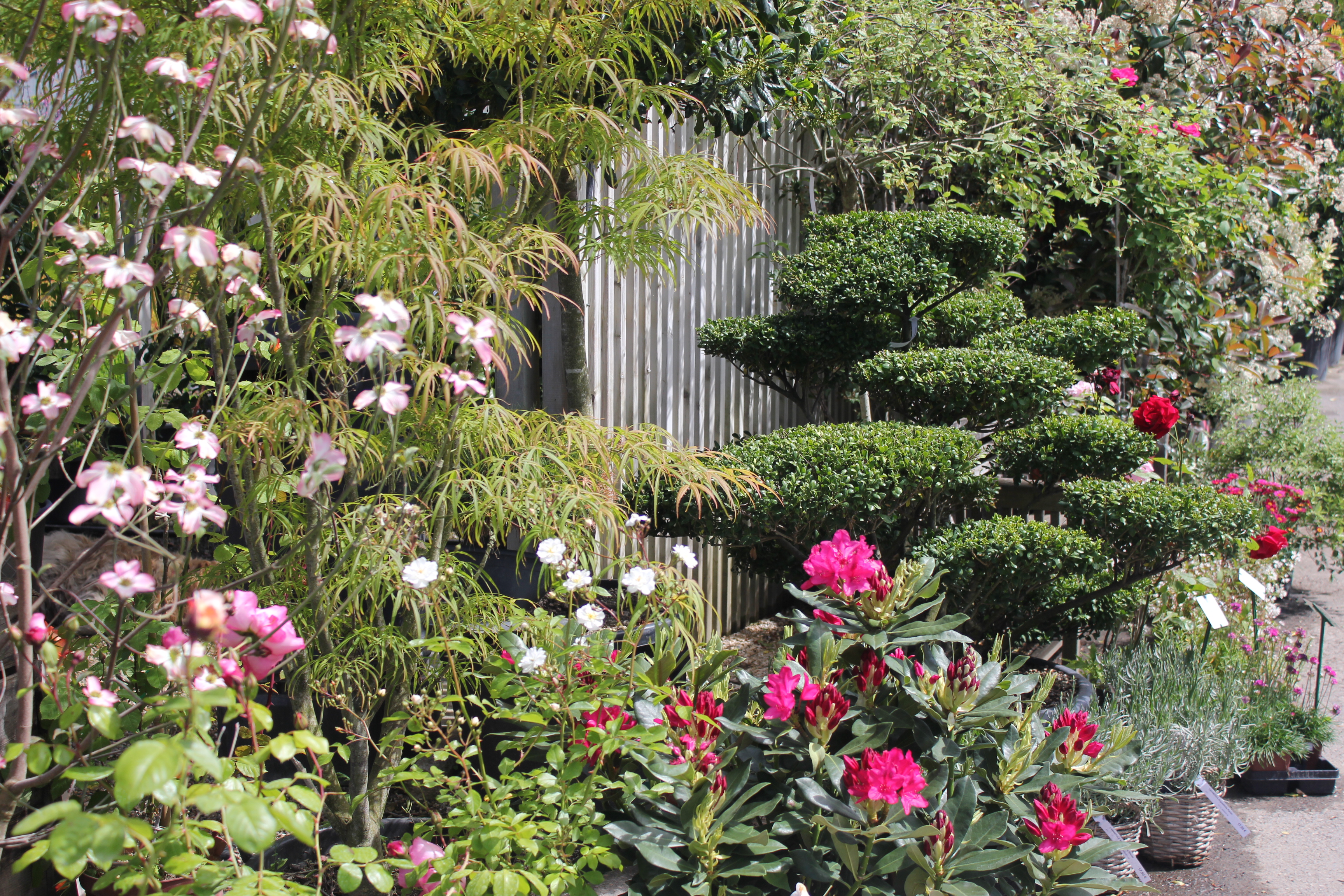 Ilex bonsai - Rhododendron - Cornouiller - Acer