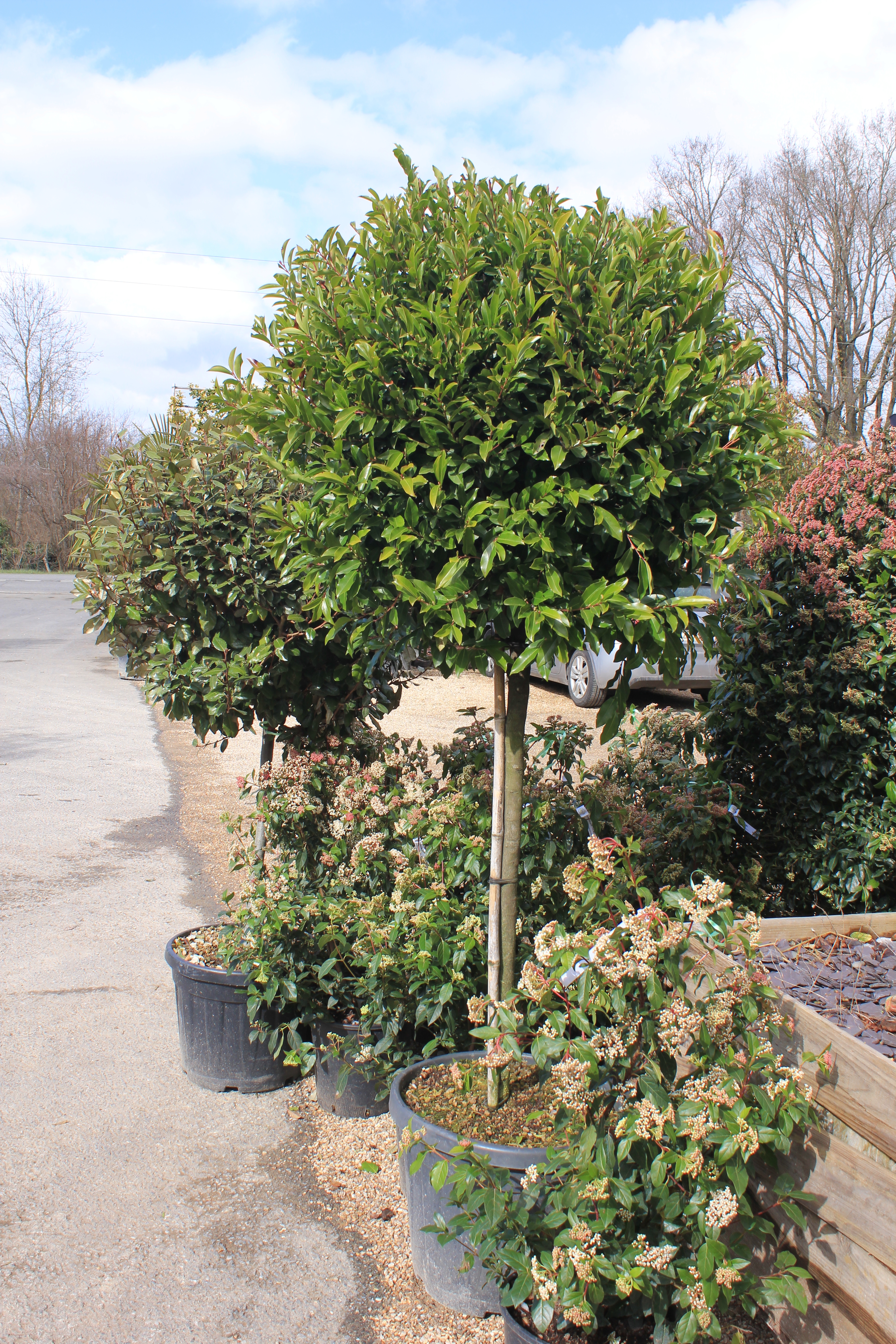 Prunus laur. caroliniana