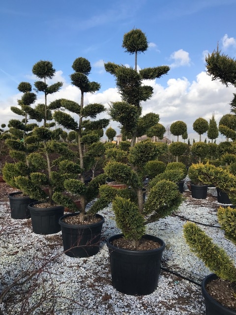 Cupressocyparis Cast. Gold Bonsai