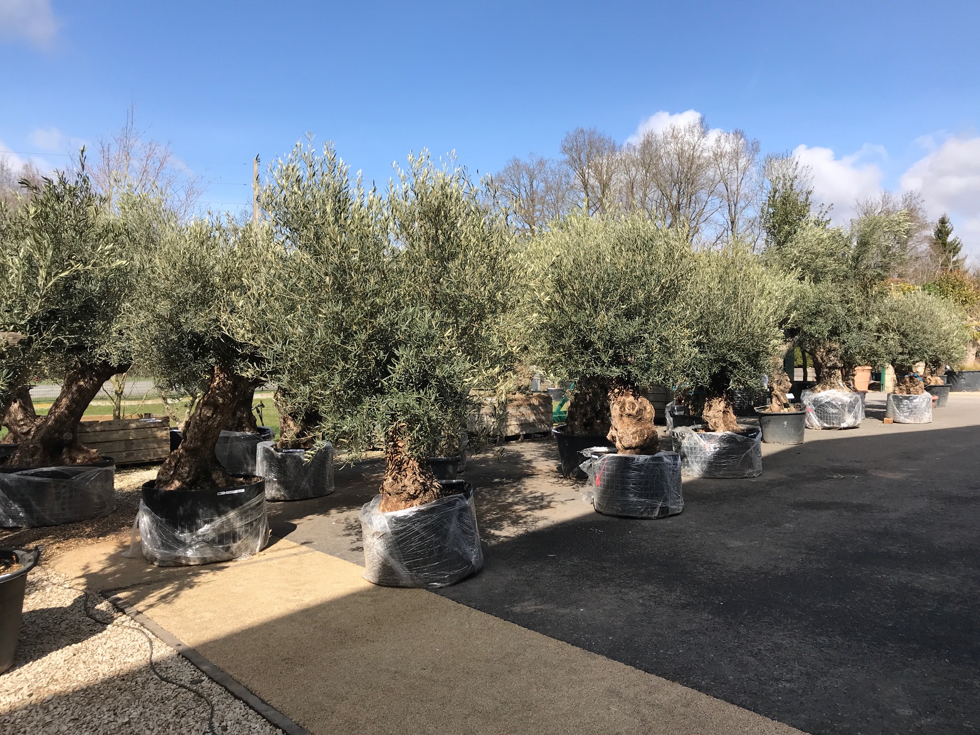 Oliviers vieux tronc