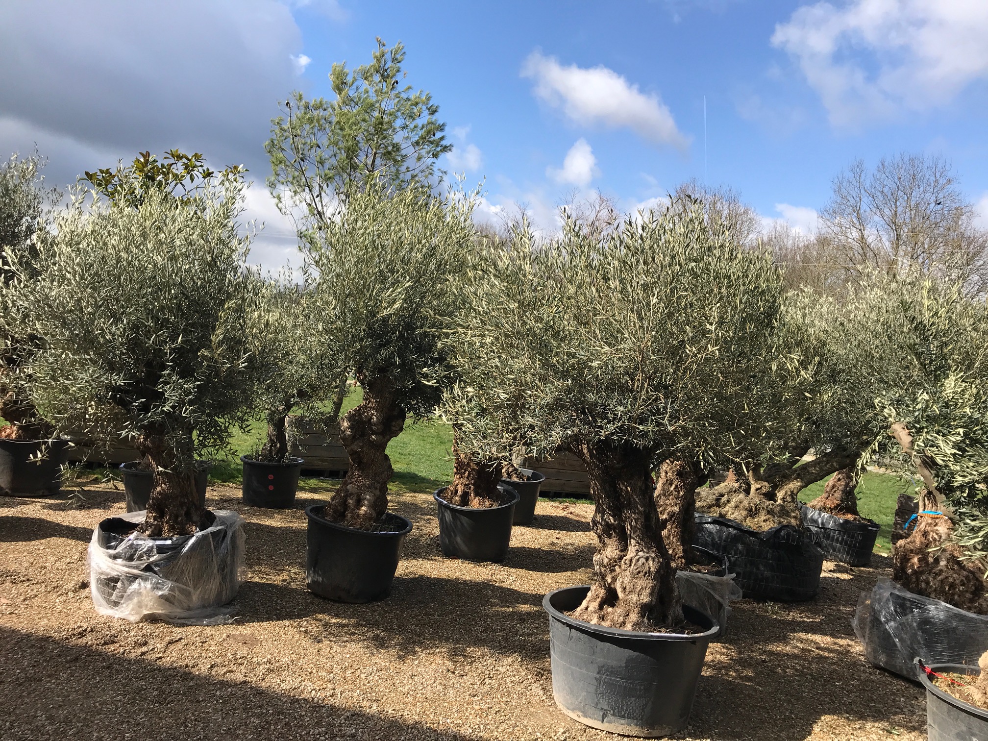 Oliviers vieux tronc