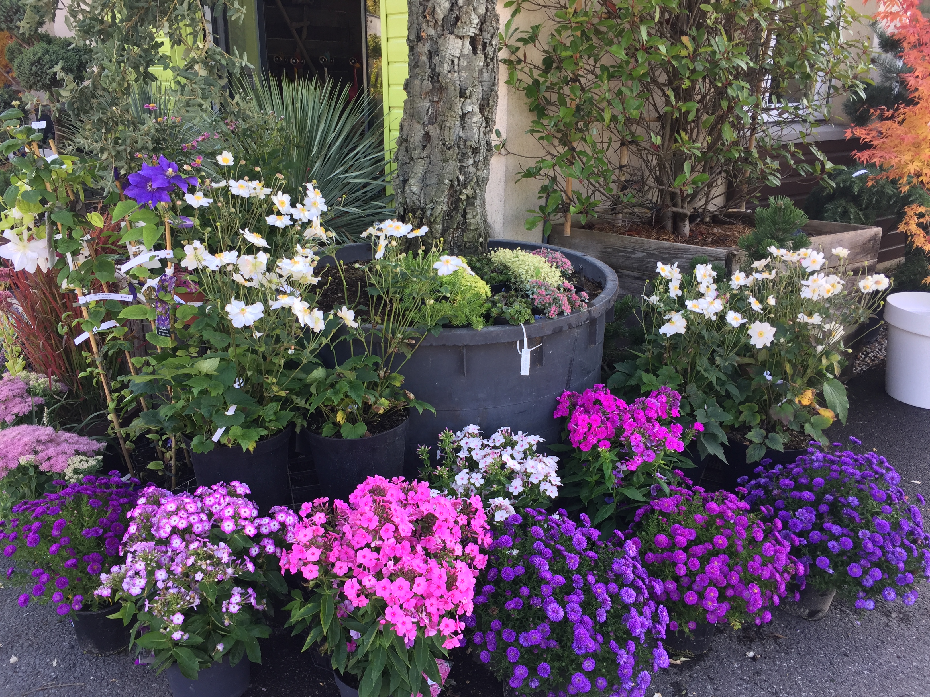 Phlox - Anemone honorine Jobert