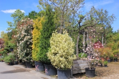 Grands sujets de haies