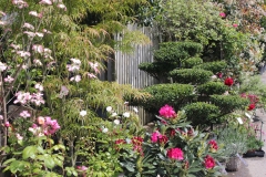 Ilex bonsai - Rhododendron - Cornouiller - Acer