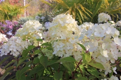 Hortensia paniculata
