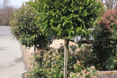 Prunus laur. caroliniana