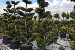 Cupressocyparis Cast. Gold Bonsai