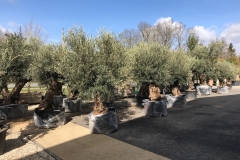 Oliviers vieux tronc
