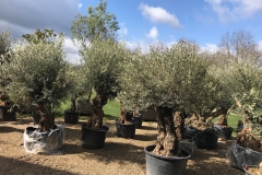 Oliviers vieux tronc