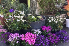 Phlox - Anemone honorine Jobert