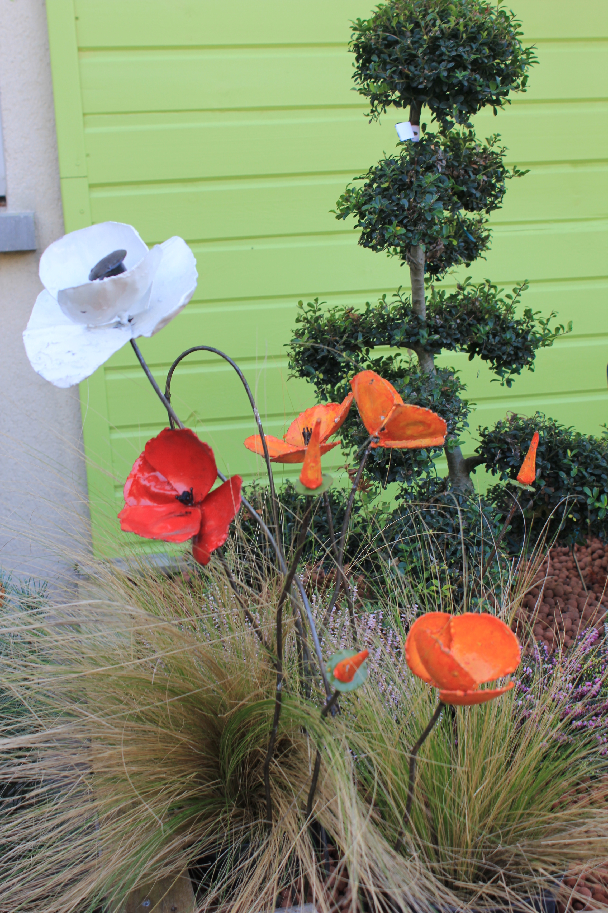 Coquelicots