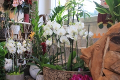 Fleurs blanches