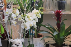 Décoration