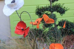 Coquelicots