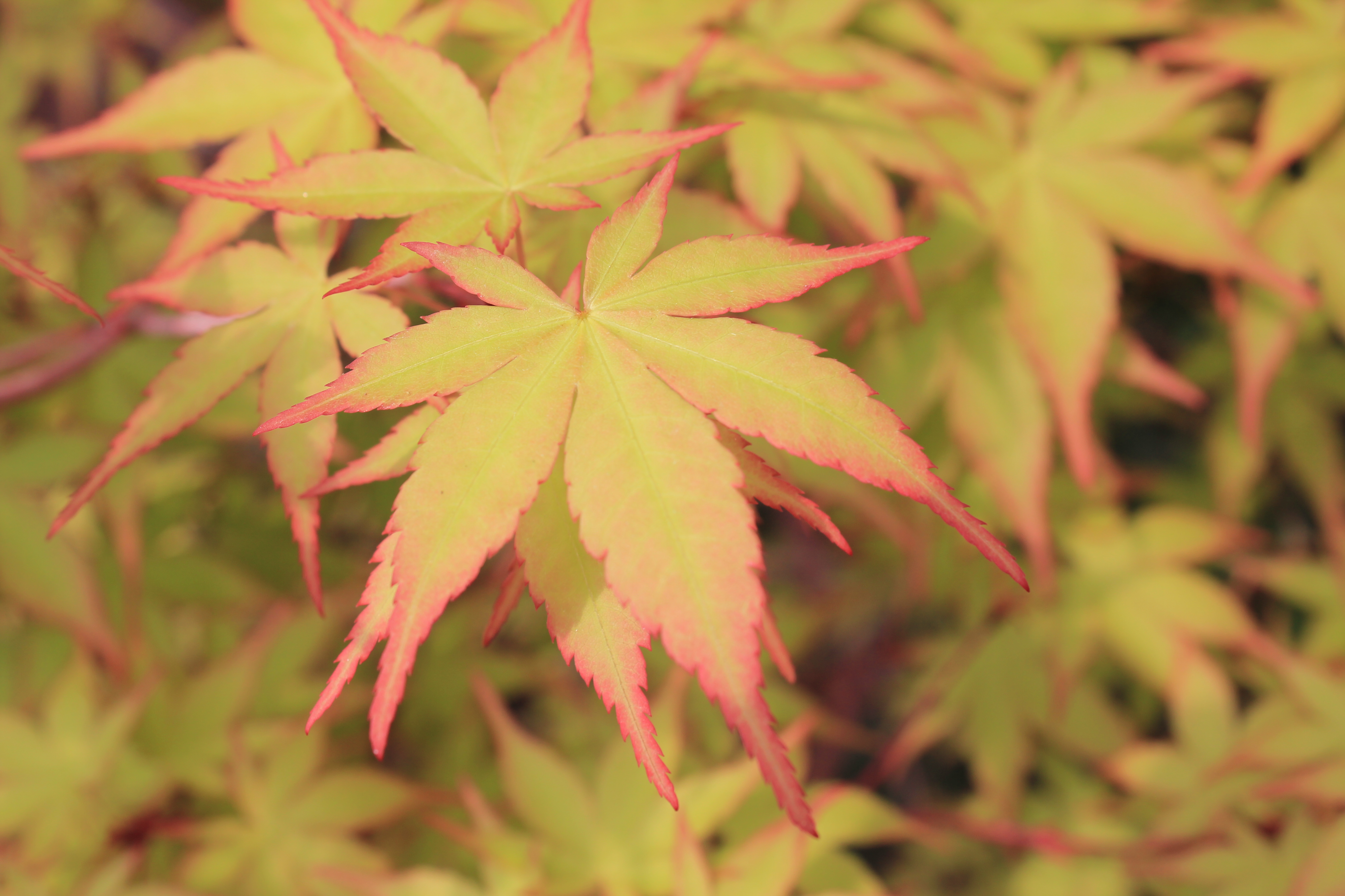 Acer palm. Sangokaku 3