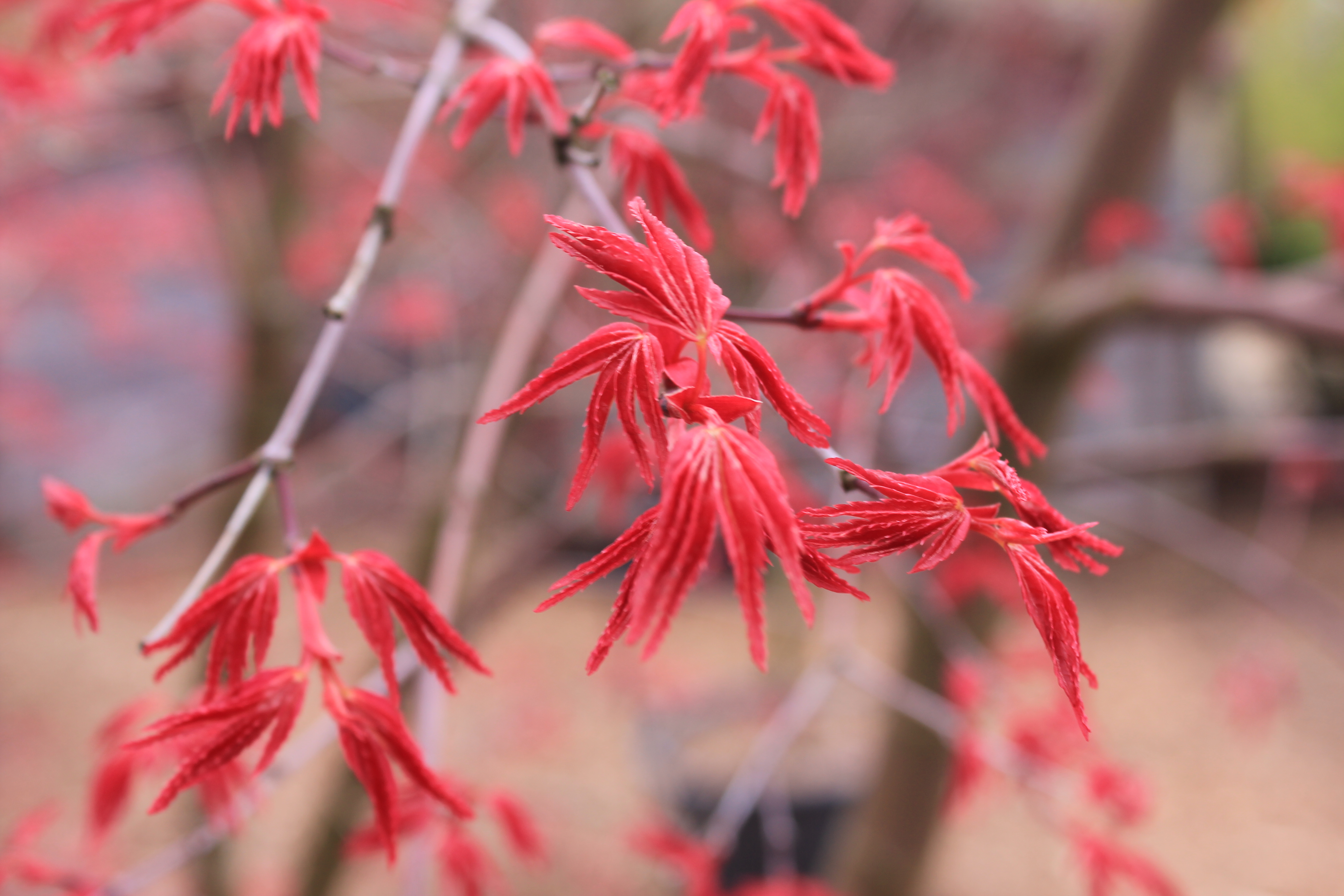 Acer palm. Seyriu
