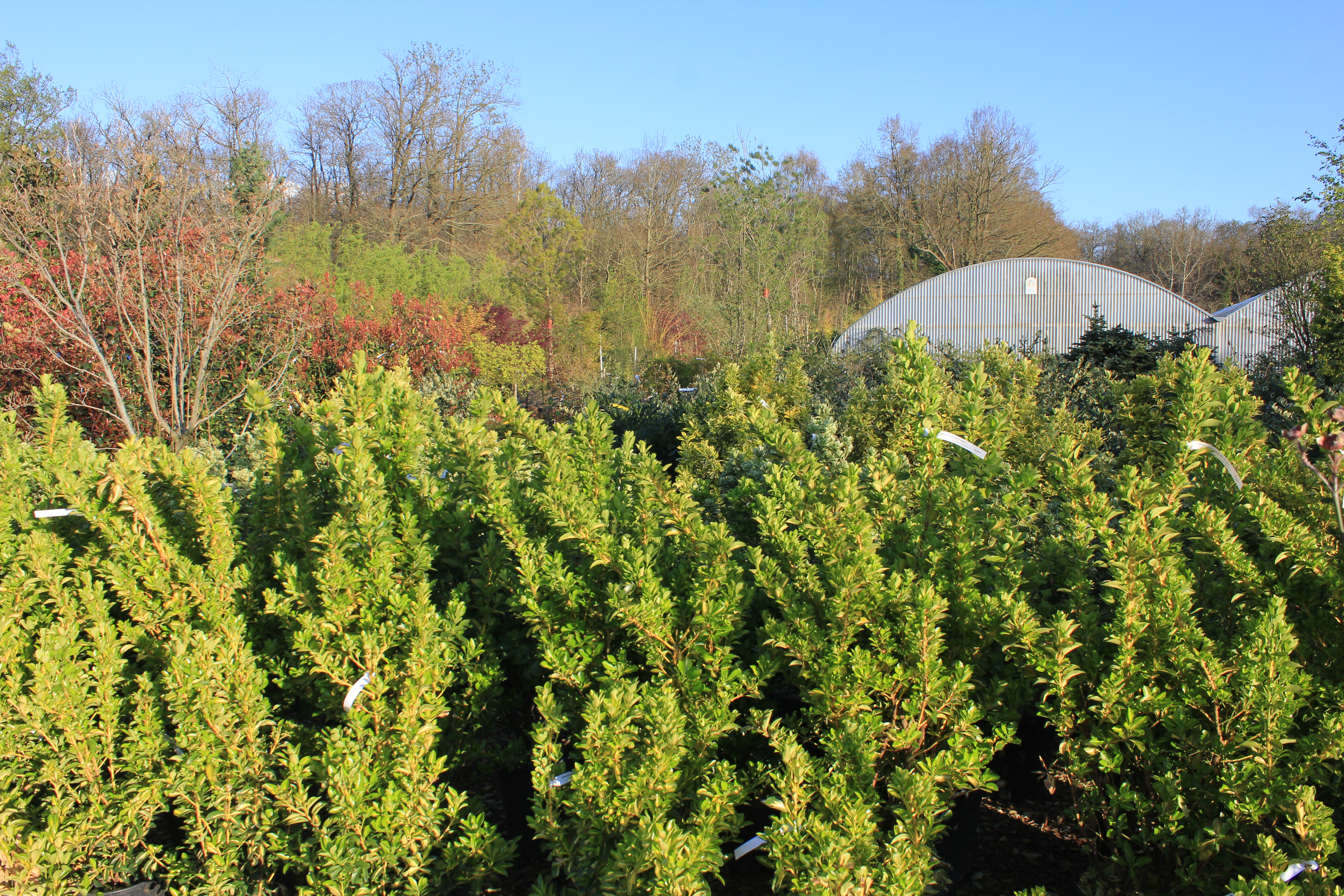 Euonymus jap. Duc d'anjou