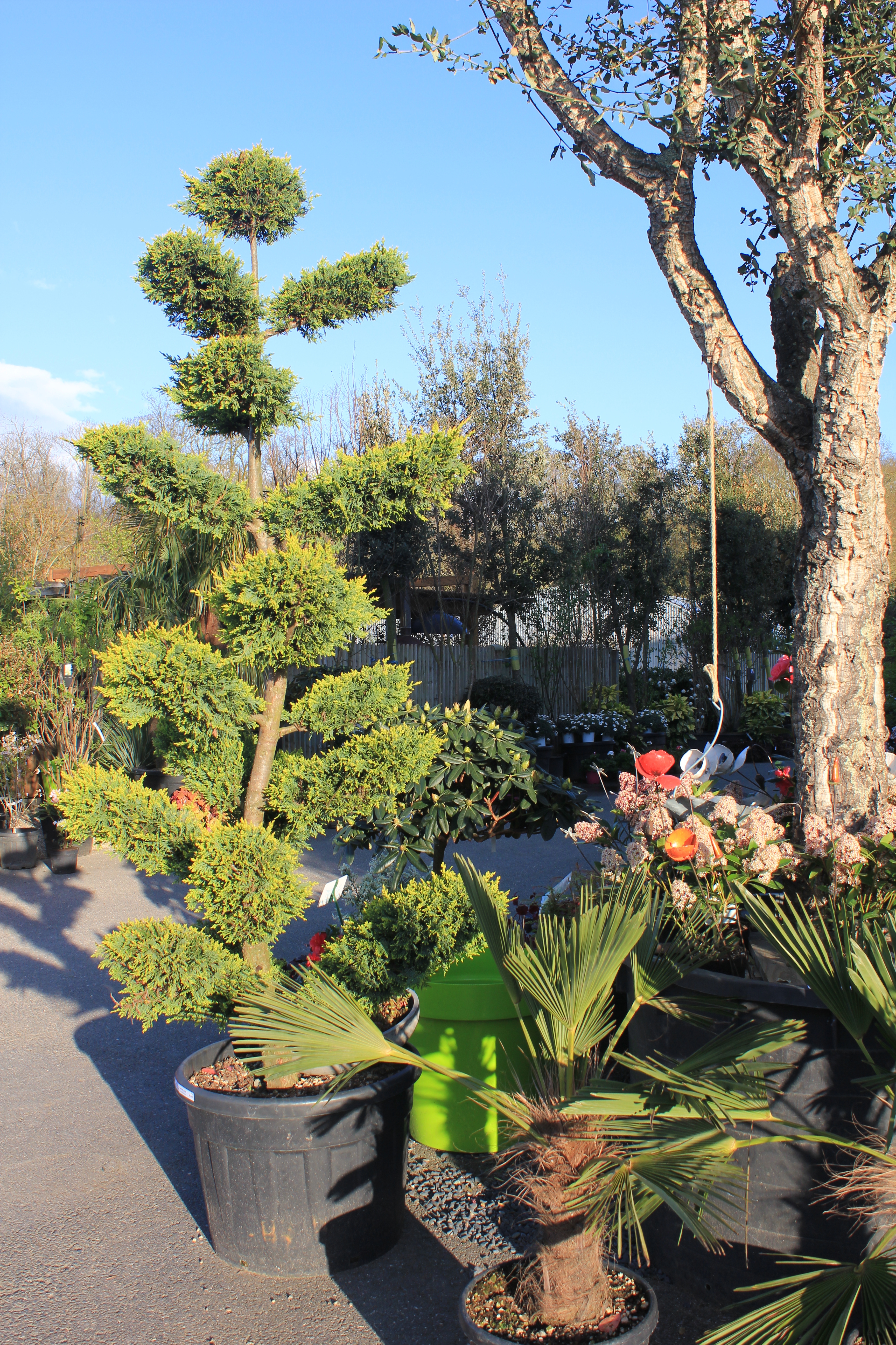 Cupressus Castl. Gold