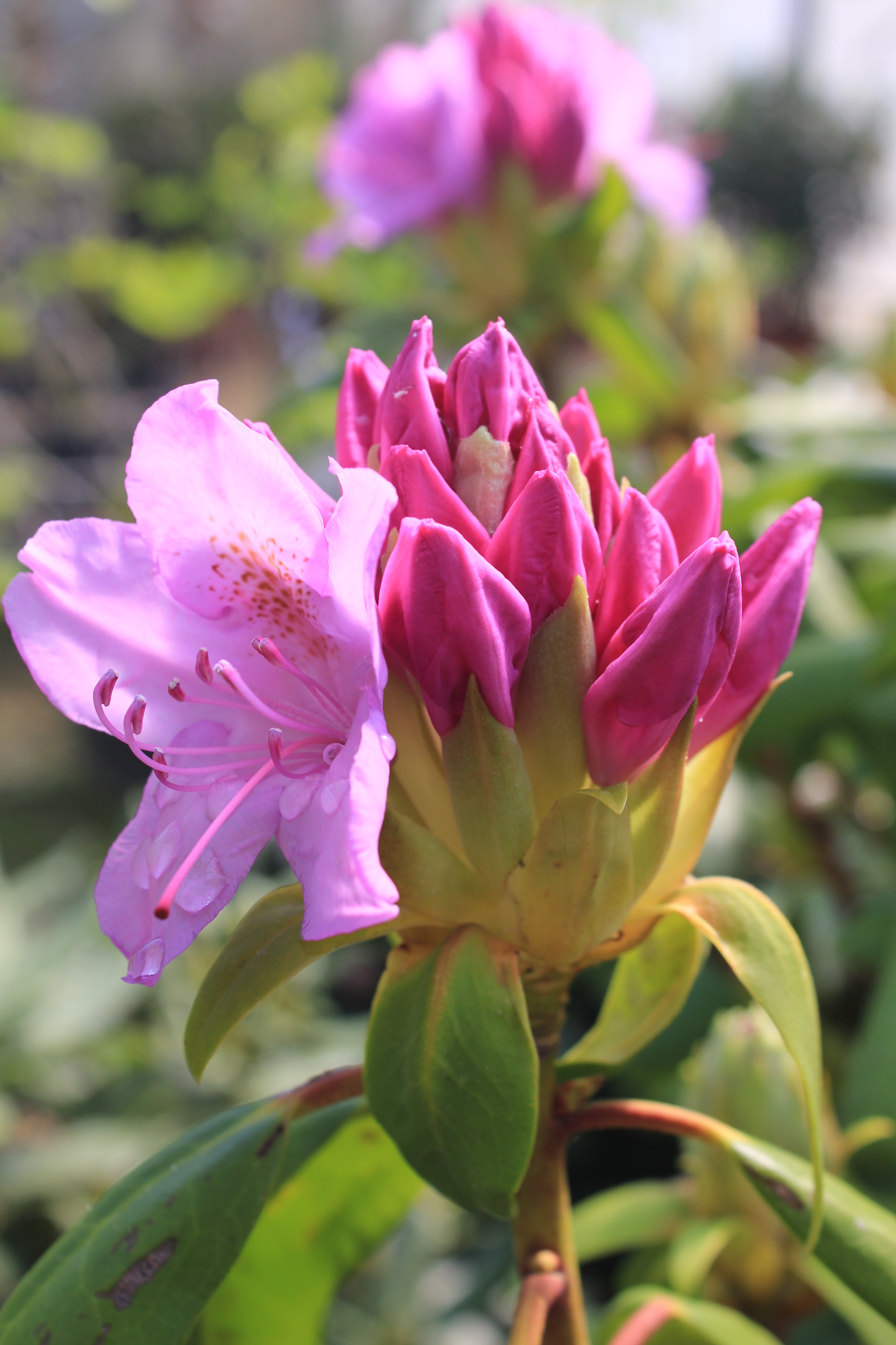 Rhododendron SPECIMEN - Roseum elegans