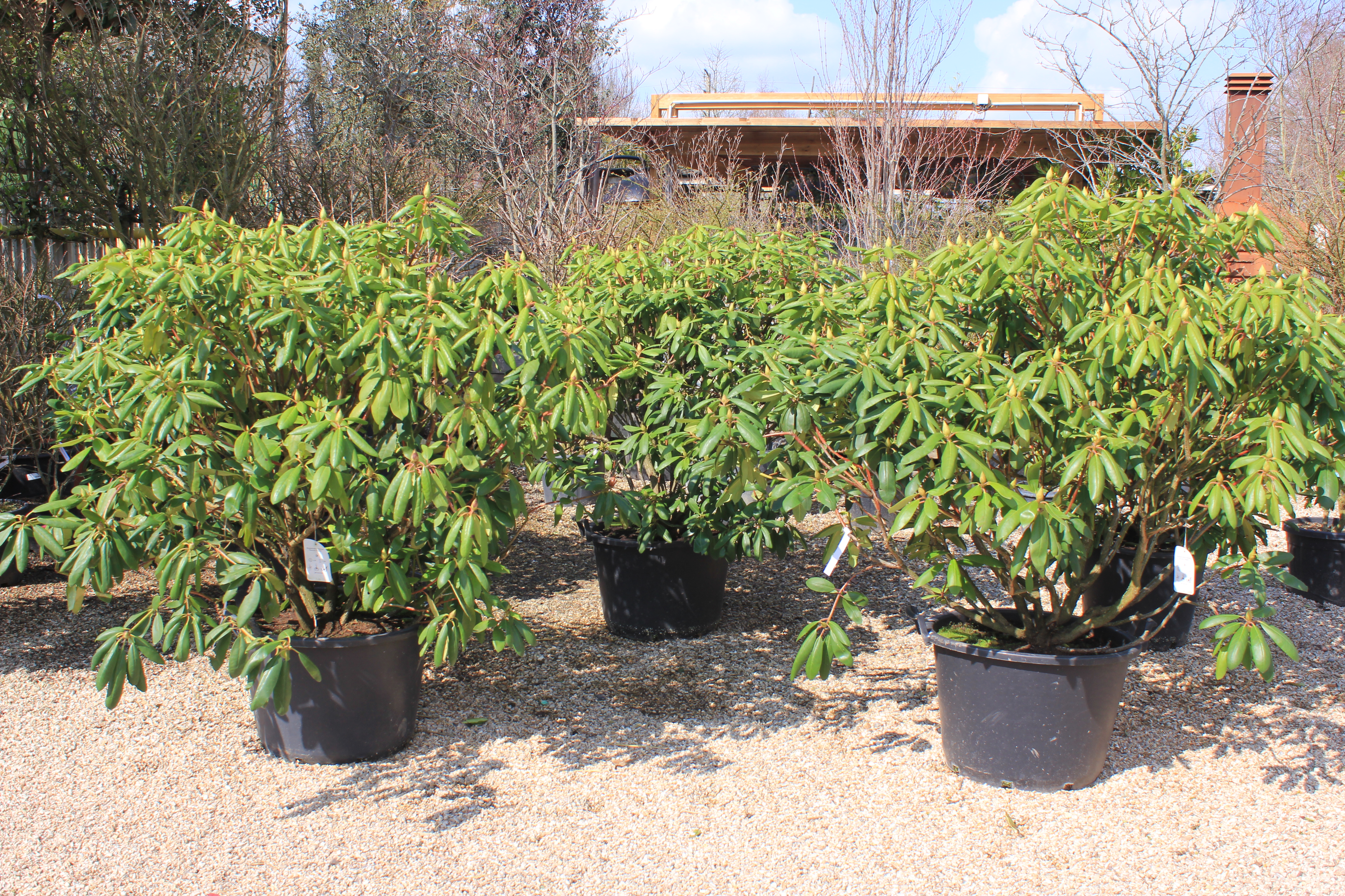 Rhododendron SPECIMEN - Roseum elegans