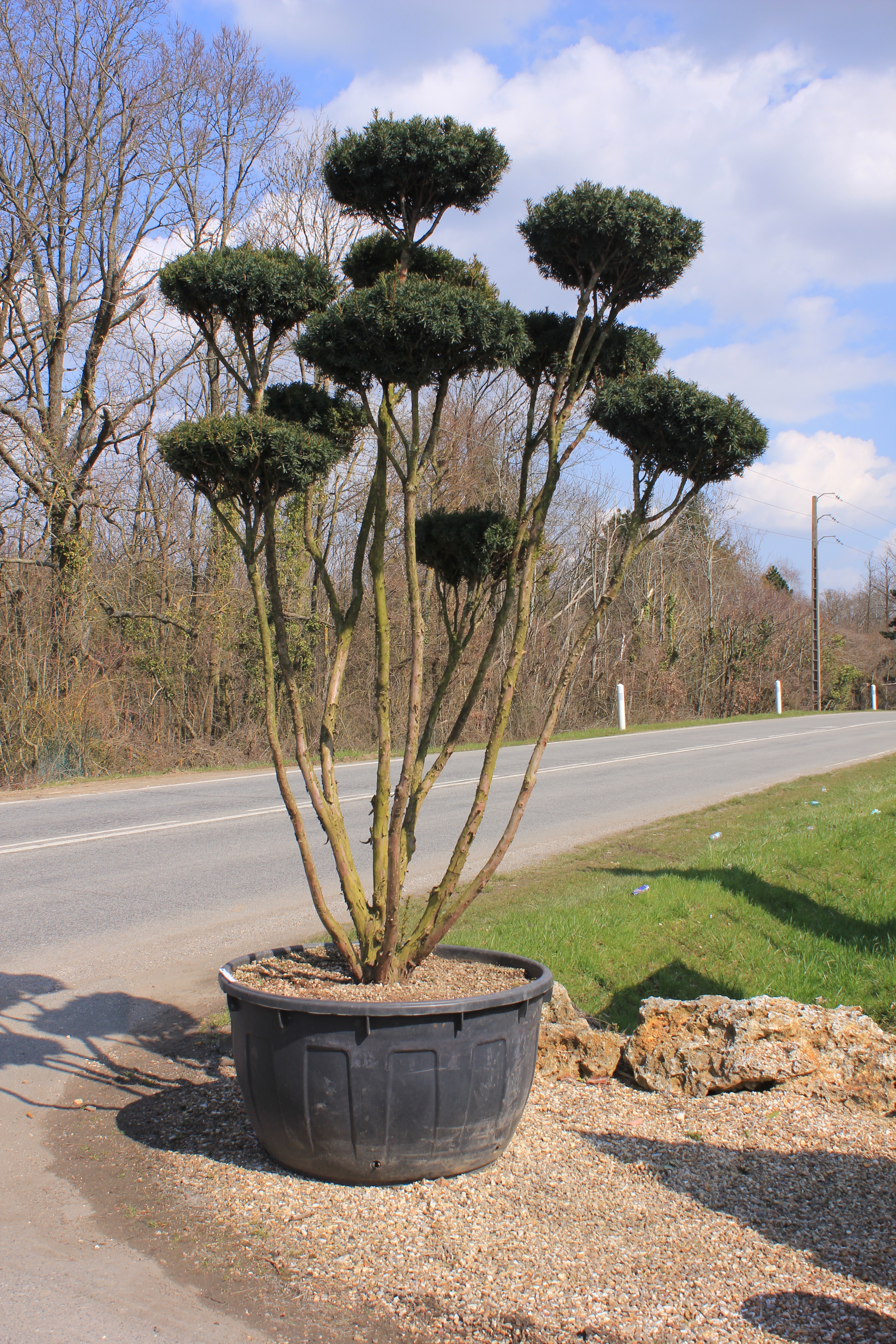 Taxus baccata en nuage