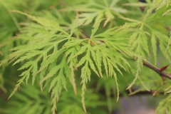 Acer palm. Emerald Lace