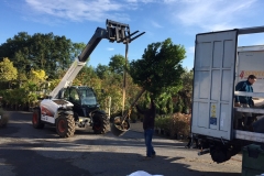 Déchargment - Arbutus unedo