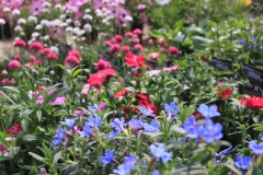 Ensemble vivace +annuelle