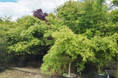 Acer Palmatum