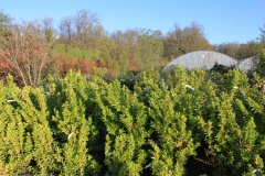 Euonymus jap. Duc d'anjou