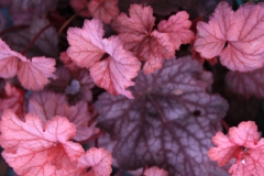 Heuchera