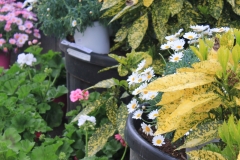 Aucuba - Anthemis - Geranium