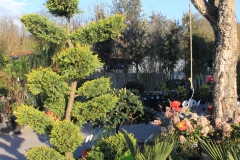 Cupressus Castl. Gold