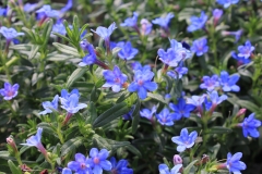 Lithodora