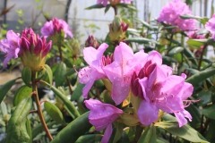 Rhododendron SPECIMEN - Roseum elegans