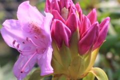 Rhododendron SPECIMEN - Roseum elegans