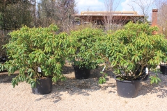 Rhododendron SPECIMEN - Roseum elegans