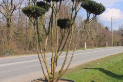 Taxus baccata en nuage