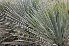 Yucca Rostrata